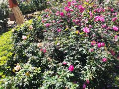 -人民公园(罗湖区)