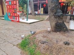 -无锡梅园公园