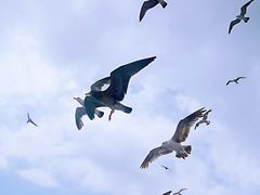 -海驴岛(荣成市)