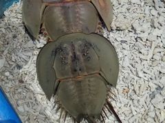 -青岛嘉年华主题乐园