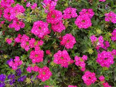 -武清南湖绿博园