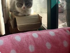 -Bastet sally猫舍购宠(静安店)