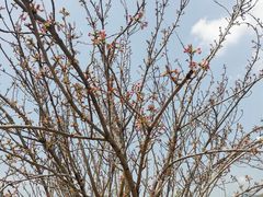 -天适樱花悠乐园