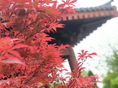 -洛阳市隋唐城遗址植物园