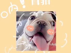 -萌宠之家·腊肠犬·马尔泰·小体犬舍
