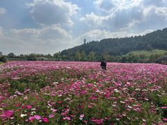 -径山花海