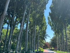 -大兴滨河森林公园