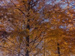 -上海海湾国家森林公园