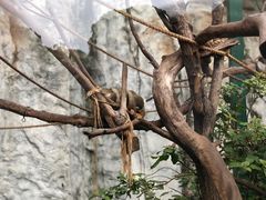 -灵玲国际马戏城