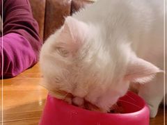 -猫小院猫主题餐厅(三里屯店)