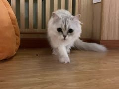 -猫和宫(六道口店)