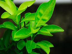 -维乐口腔医院(星海湾分院)