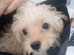 -pd派德宠物中心医院24H急重症·眼科中心·血液透析中心(嵩山北路店)