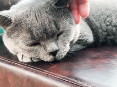 -猫小院猫主题咖啡厅(北锣店)