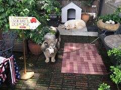 -more than meow吴止猫主题餐厅(承德 中船汇店)