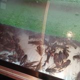 川颜印象佳肴诱惑～尝鲜去