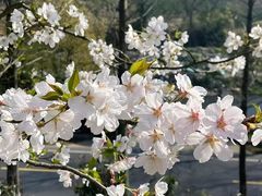 -北海金海湾红树林生态旅游区