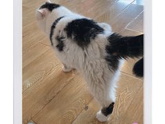 -Cappucimeow猫咪咖啡馆(韦伯时代店)