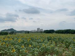 -光明小镇欢乐田园