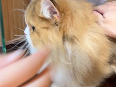 -FAELING PETS美天灵宠物(富力广场店)