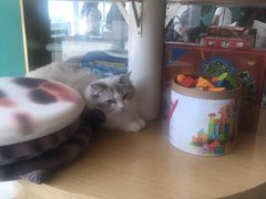 -飞行喵MR PILOT|猫舍·猫咖(静安大融城店)