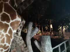 -清迈夜间动物园