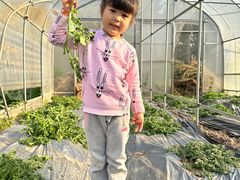-前小桔亲子创意农场·草莓采摘·露营烧烤