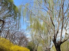 -元大都城垣遗址公园