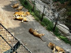 -大连森林动物园