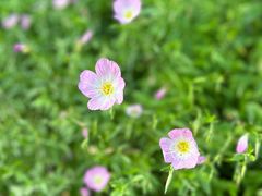 -花开海上生态园