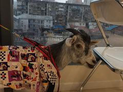 -怪兽屋·羊驼·猫咖·狗咖(俊华广场店)