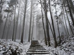 -武陵山森林公园