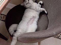 -萌兽医馆·犬猫专科·眼科中心·宠物医院(朝阳门分院)