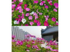 -香山湖公园