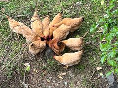 -初溪土楼群