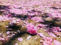 -白塘生态植物园