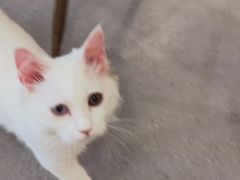 -飞行喵MR PILOT|猫舍·猫咖(静安大融城店)