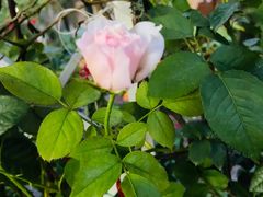 -杨厝六十六农庄农舍(杨厝路店)