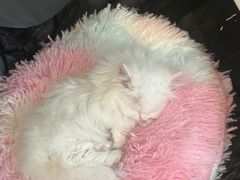 -爪爪喵星球·猫舍(卓悦中心店)