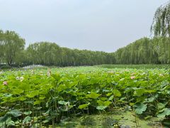 -东升八家郊野公园