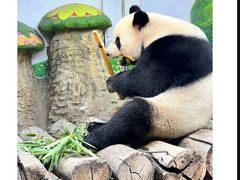 -广州长隆野生动物世界