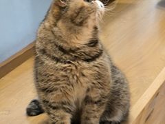 -滚猫咖啡·猫咖·猫友好撸猫(未来城店)