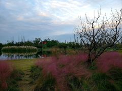 -白鹭湾湿地公园