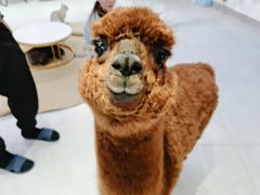 -Heymao猫咖.咖啡厅(东门店)