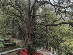 -石台牯牛降景区