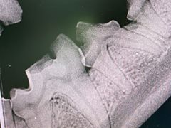 -柏萃动物医院·骨科·牙科