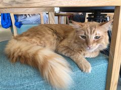 -藏猫猫咖啡主题馆(中央大道店)