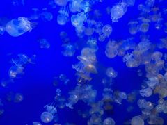 -江和美海洋公园