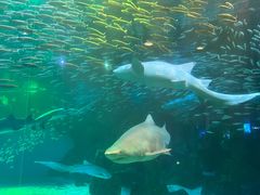 -海合安成都极地海洋公园