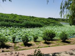 -丁香湖公园